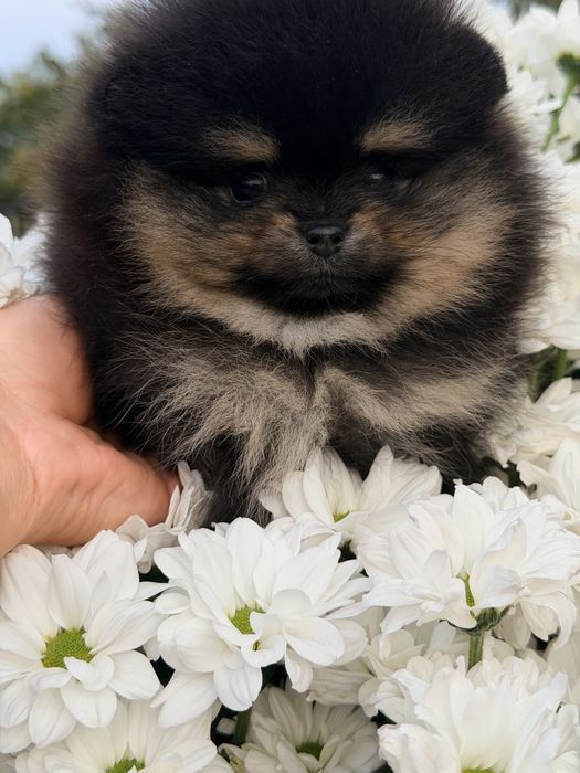 Szpic miniatyrowy (Pomeranian)
