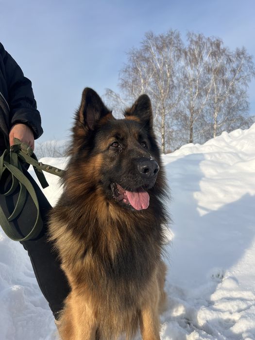 Німецька вівчарка вязка