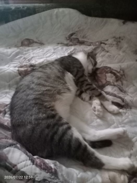 Кошечка -принцеска.