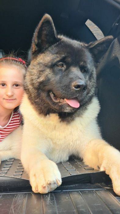 Американская  акита