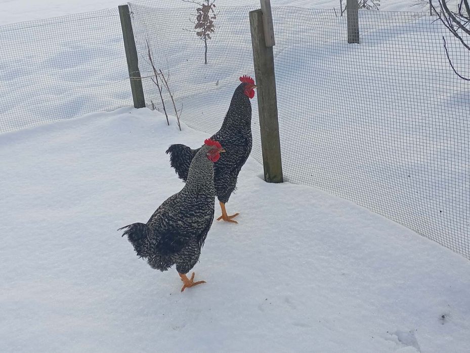 Sprzedam koguty młode