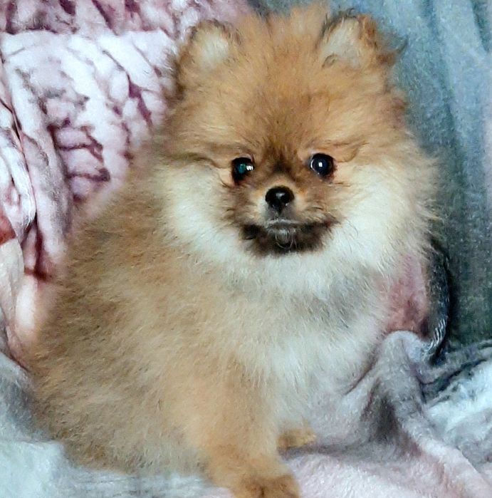 Cudny szpic boo  miniaturowy chlopczyk