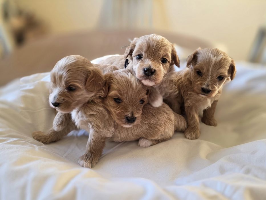 Maltipoo piesek hybryda pudel toy maltańczyk