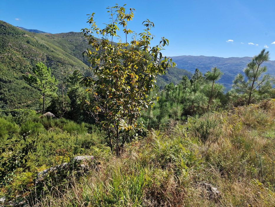 Terreno / Gerês / Rio Caldo