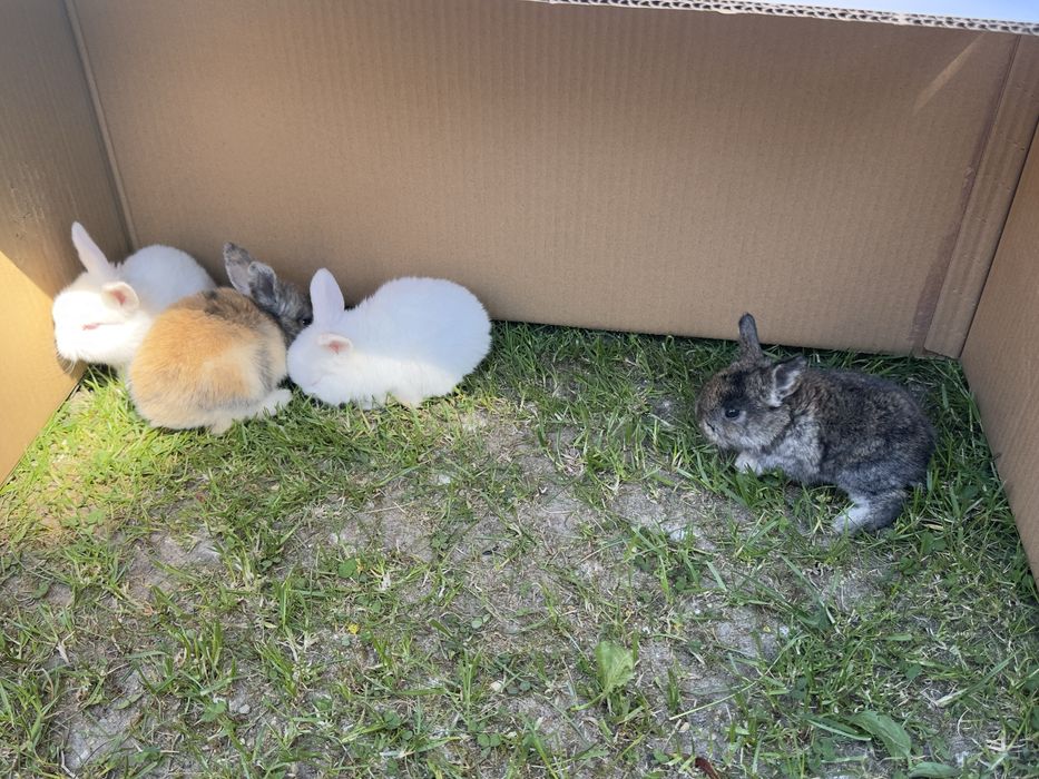 Kroliki miniaturowe mini lop