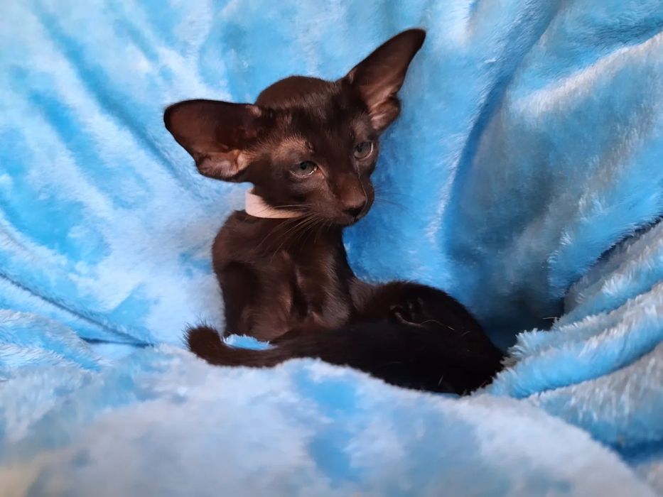 Ориентальные девочки