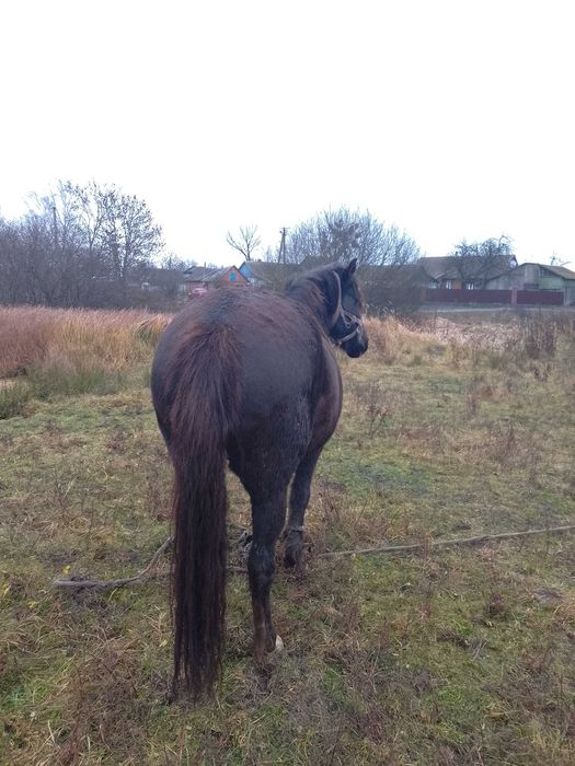 продам кобилу 7 років