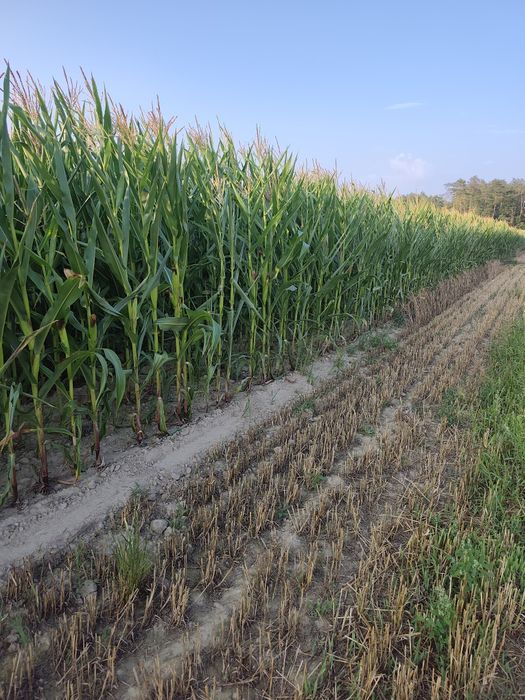 Kukurydza na pniu 1,5ha