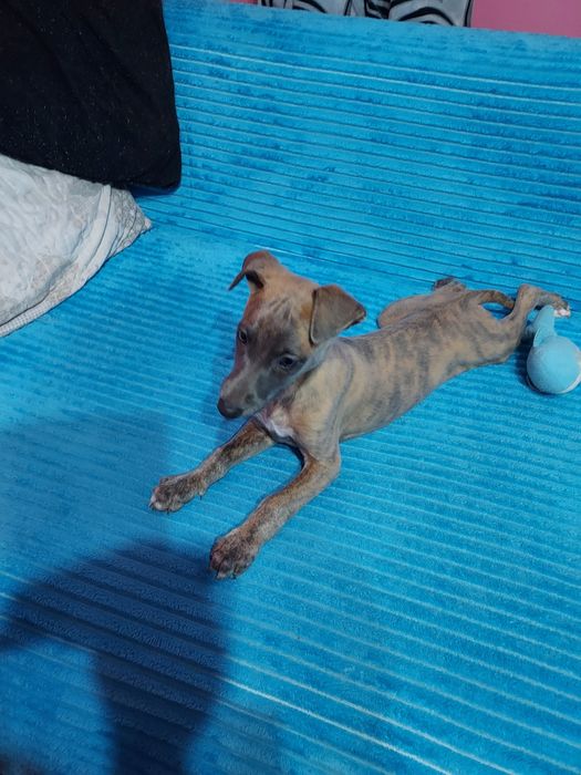 Chart Angielski Whippet piesek