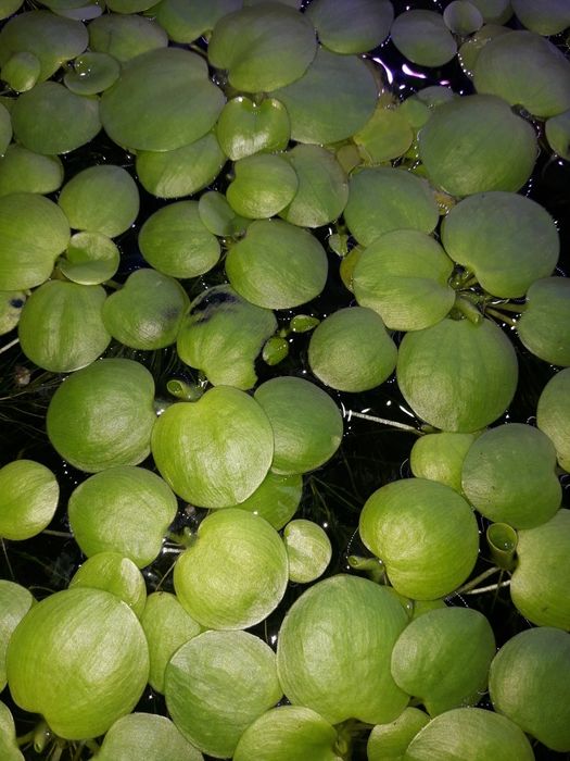 Limnobium gąbczaste