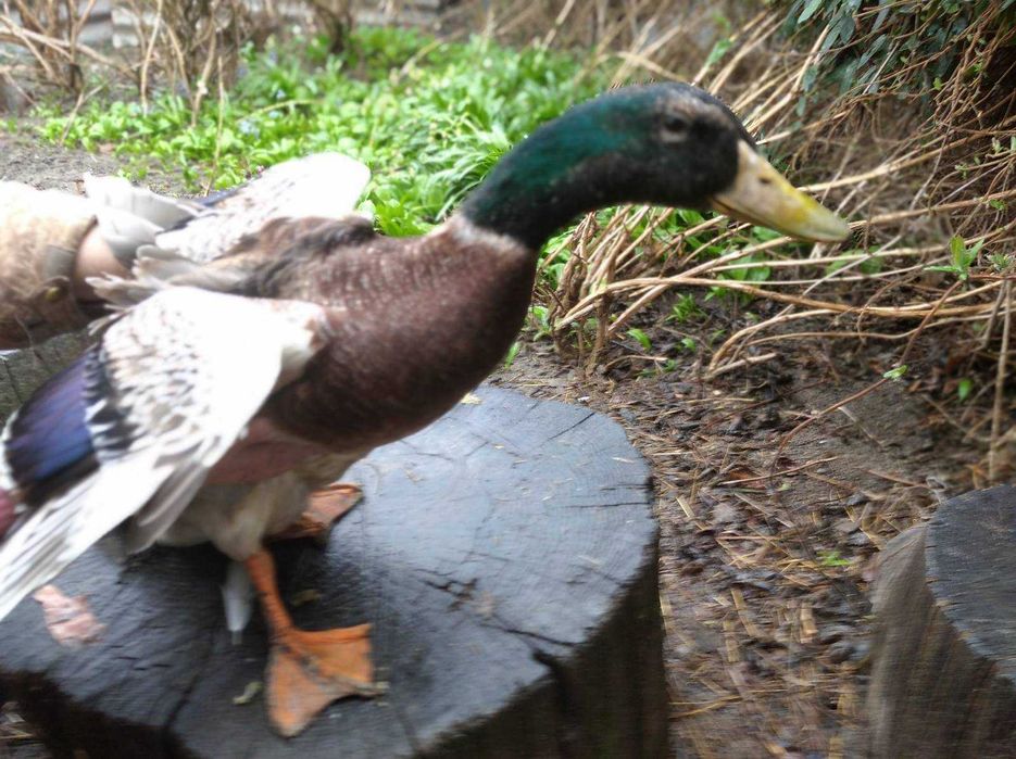 Яйця  інкубаційні качок саксонських,