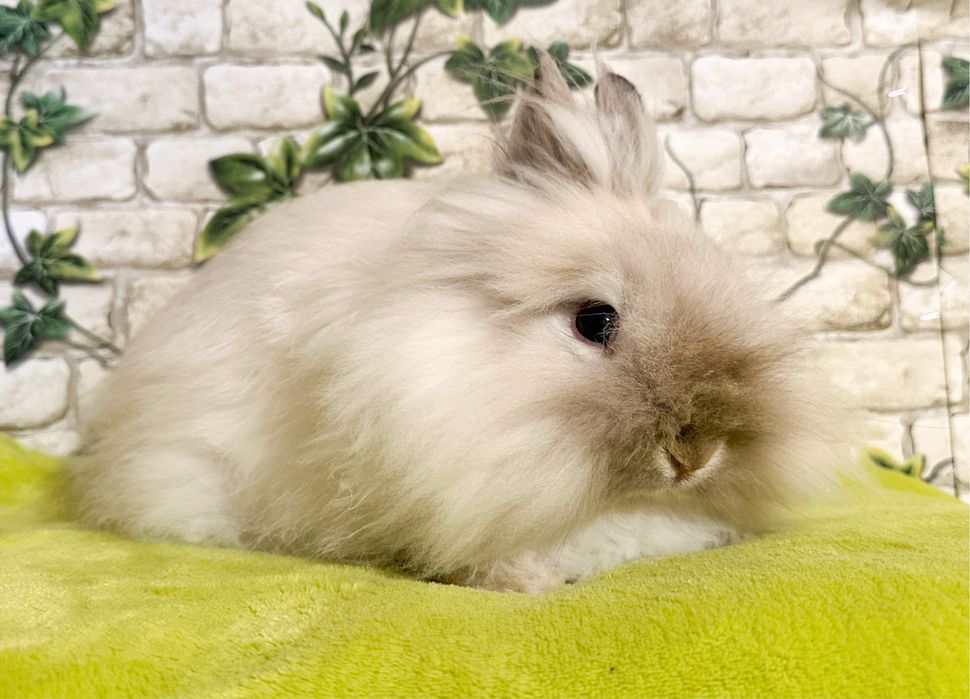 Królik Karzełek Teddy umowa adopcyjna
