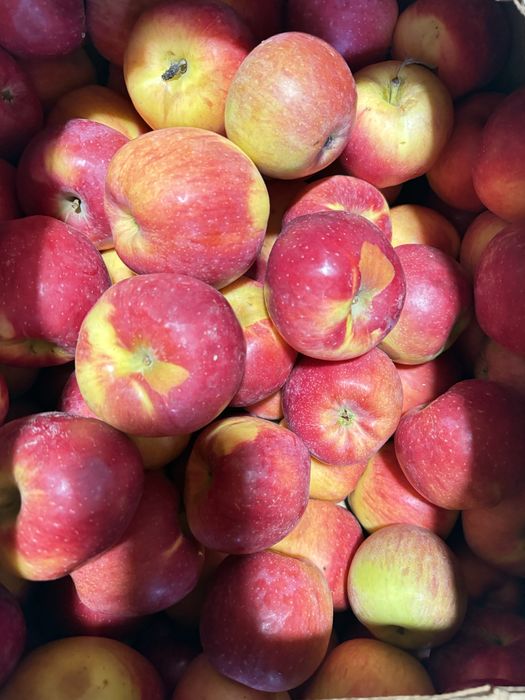 Яблука з вінничини