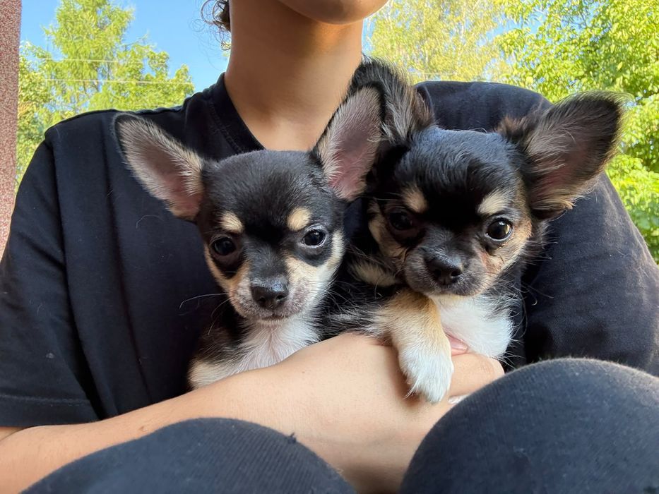 Chihuahua maleńki piesek