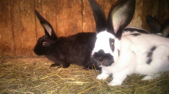 Кролики кролі строкач 2міс