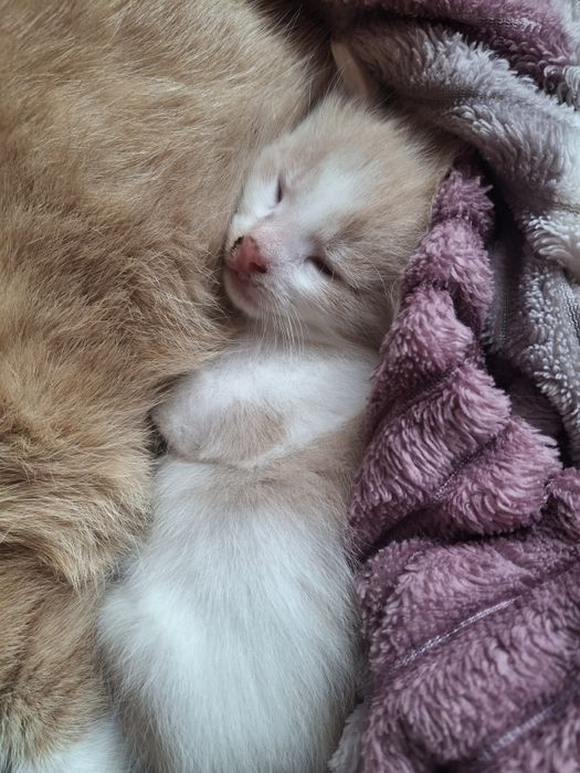 Котик в добрі руки