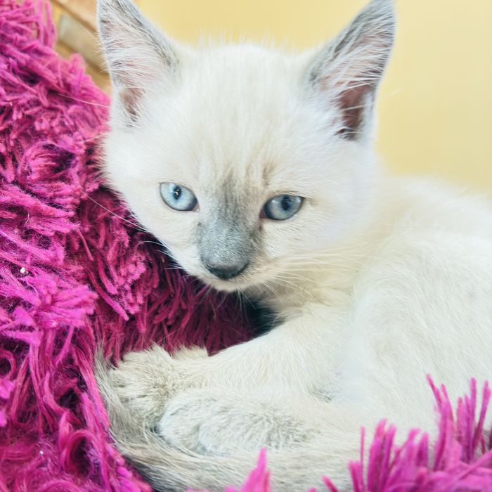 Шотландський котик