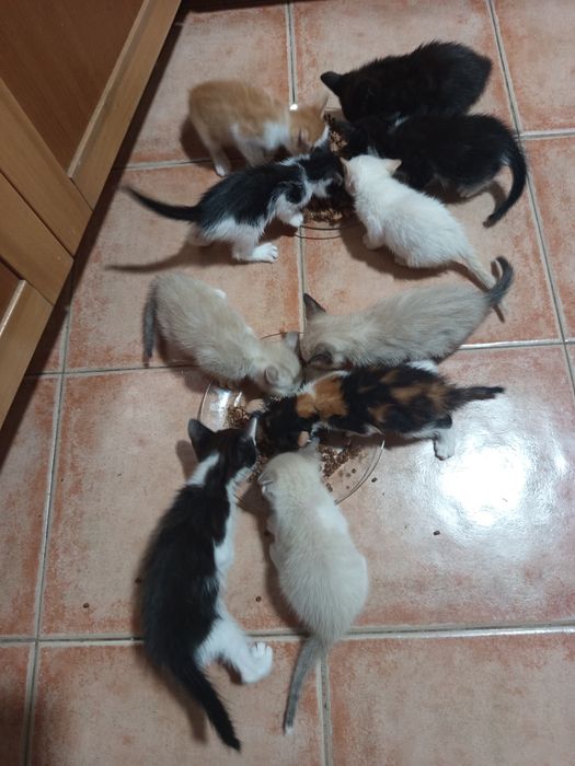 Dou gatinhos com cerca de mês e meio