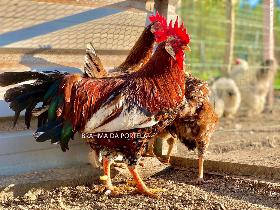 OVOS - LEGHORN ISABELLA / LEGHORN MIL FLORES