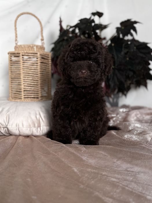 Малюк Той Пудель