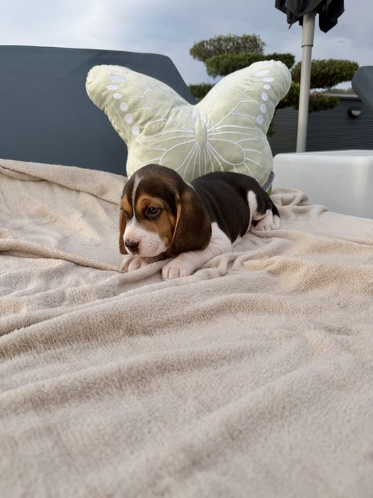 Beagle   menina linda