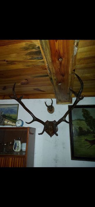 Stare rogi poroże z czaszką