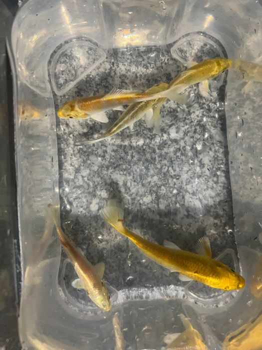 Carpas koi.