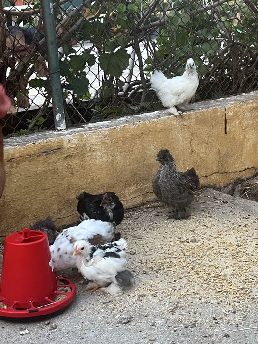 Galinha e Pintainhos