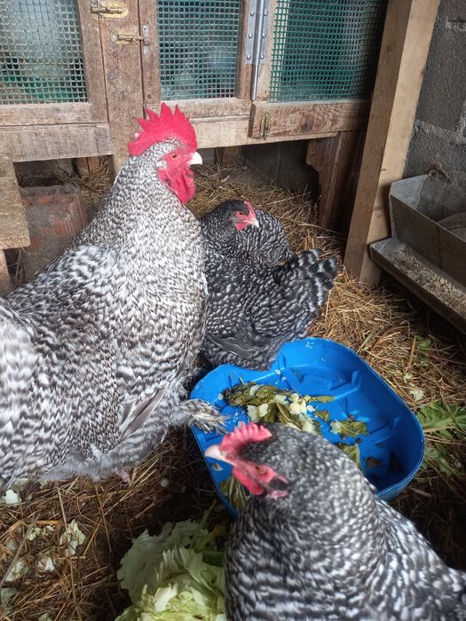 Malines - Ovos Galados