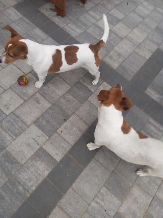 Jack Russell Terrier