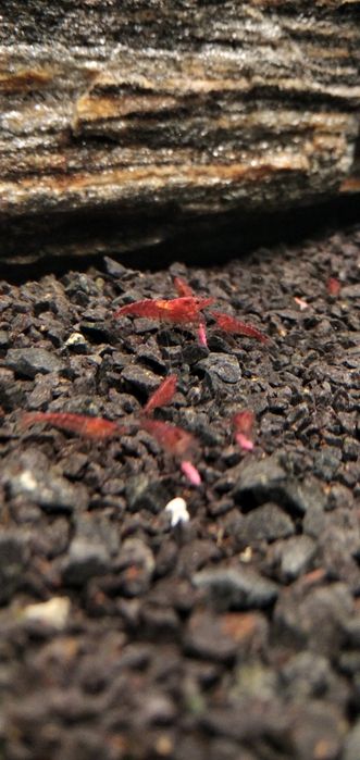 Krewetki red cherry dostawa gratis
