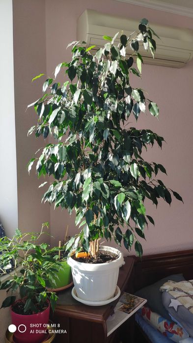 Драцена, фікус -дерево щастя, красиво, подарунок на довгі роки.