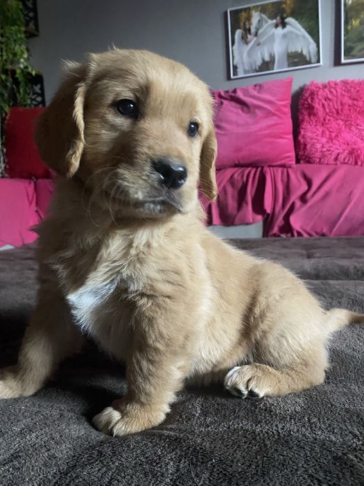 Golden retriver szczeniak