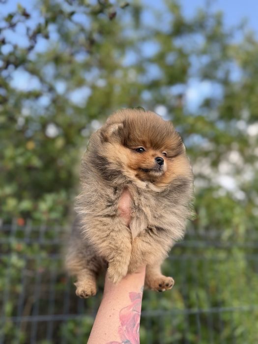Pomeranian piękna suczka, piękny kolor