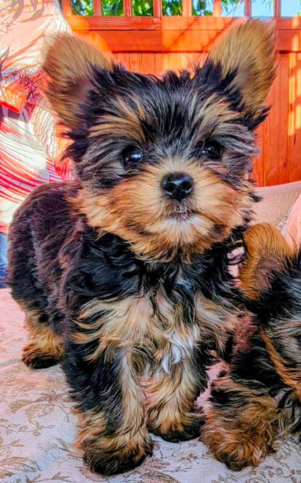 Yorkshire terrier
