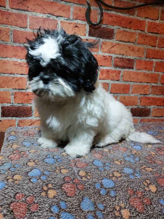 Shih-tzu chlopak