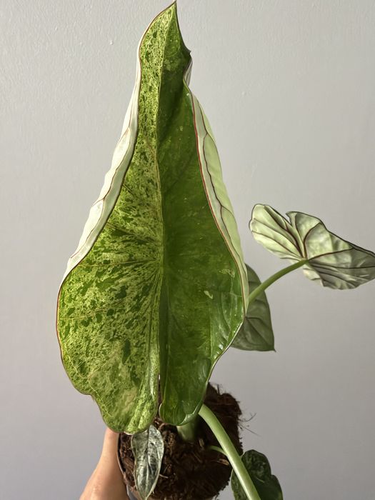 Alocasia Dragon Scale Mint