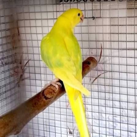 Lote 9 Ring Necks Palidos