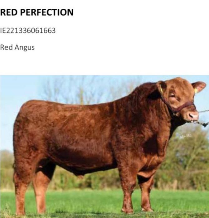 Touro Red Angus Puro