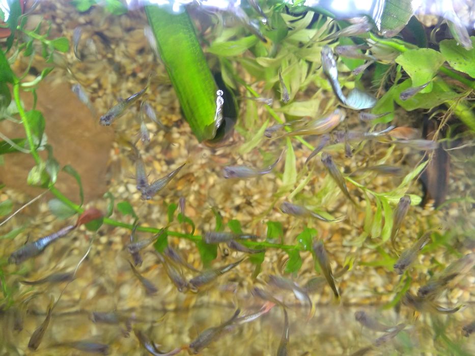 Młode gupiki mieszane