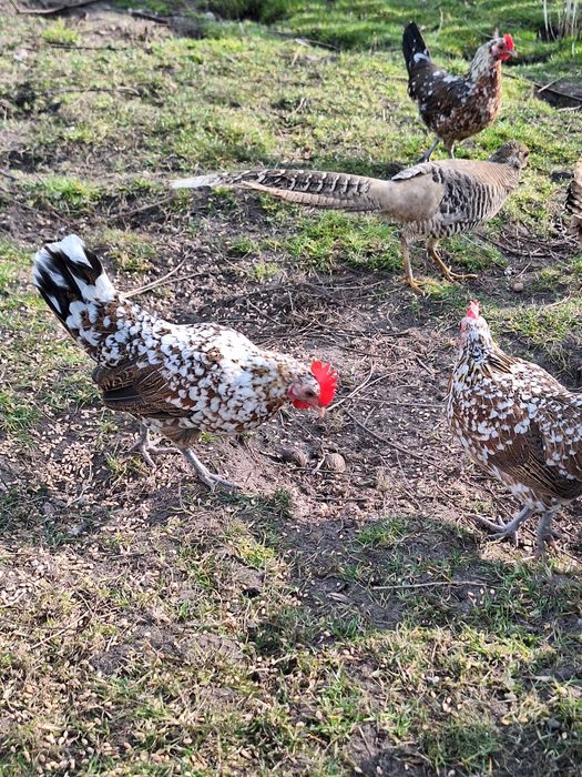 Karzełek Polski liliputy jaja kury kurczaki