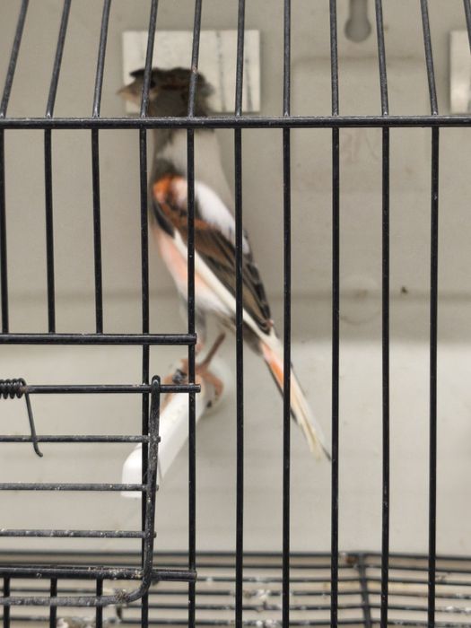 Canários arlequim português