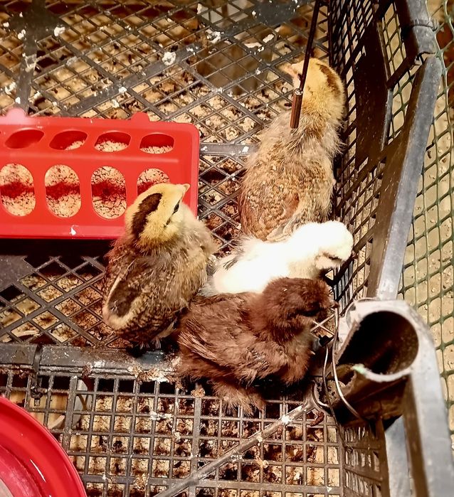 Kury Kura Rosy naturalne ekologiczne kury araucany pisklaki araucany