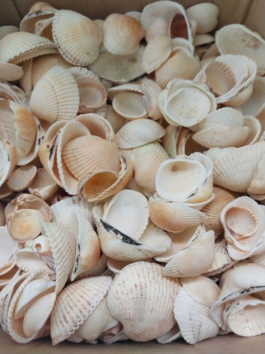 Ракушки отборные для аквариума и декора с Азовского моря 0,5 кг