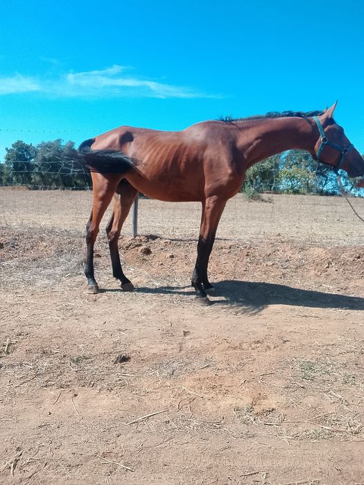 Duas éguas  e dois cavalos