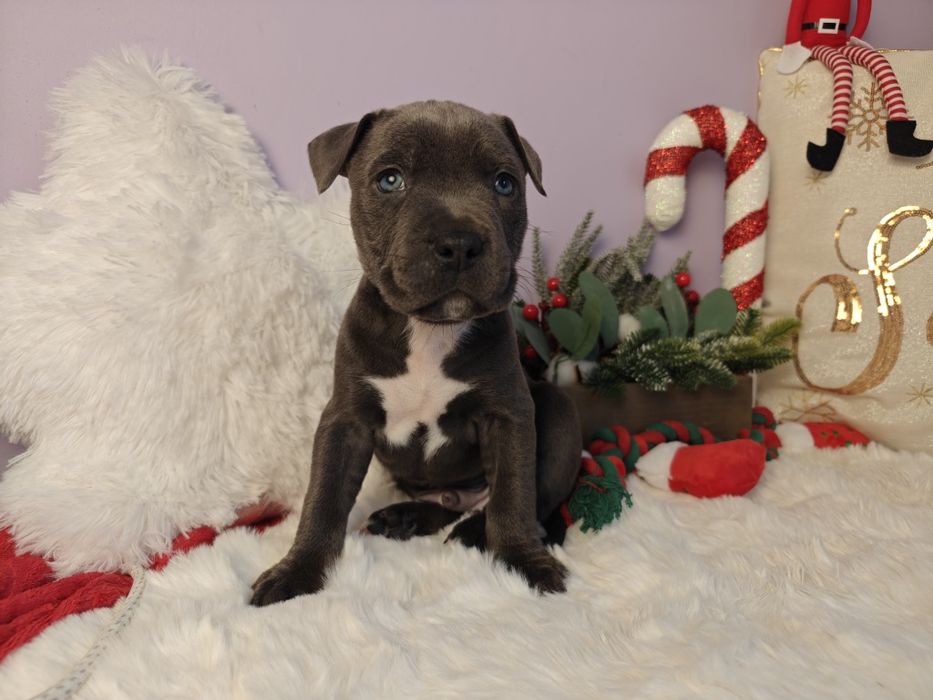 Śliczny maluch amstaff!