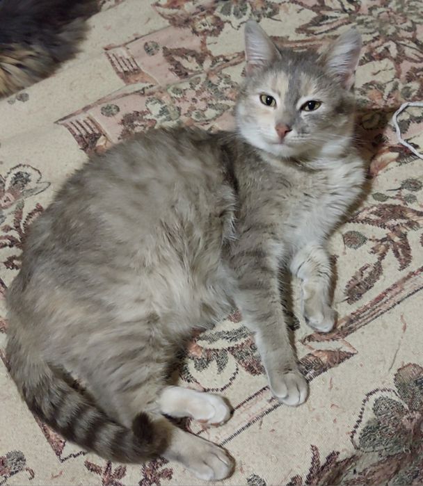 Отдам кошечку Карамелька в добрые ручки.  Котята. Котик.