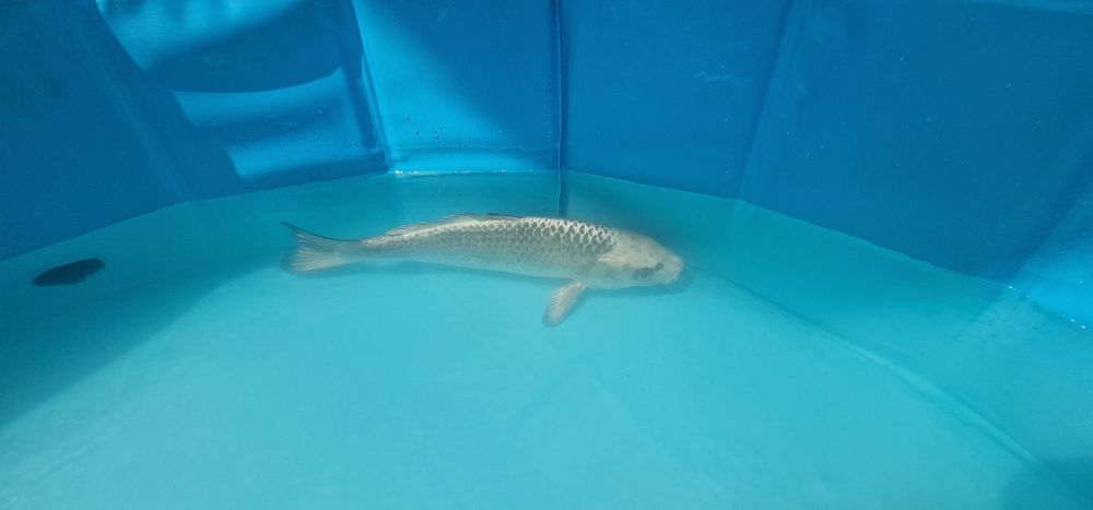 Carpas koi com 34cm