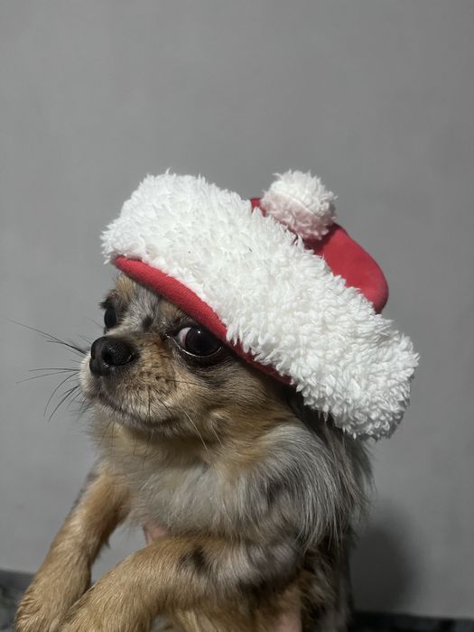 Идеальный парень Чихуахуа мерле на вязку кобель