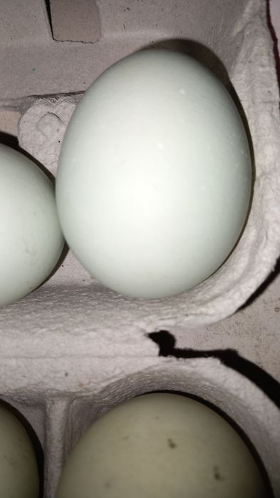 Ovos araucana perdiz